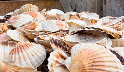 Coquilles Saint-Jacques