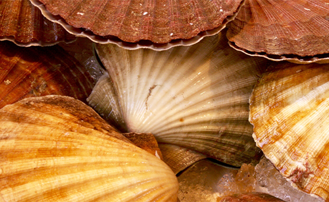 Coquilles Saint-Jacques