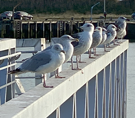 Mouettes à côté de coquilles saint jacques