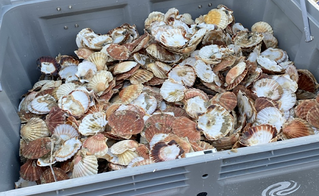 Caisses avec coquilles saint jacques usagées