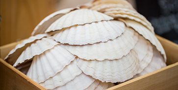 Coquilles Saint-Jacques vides dans une caisse en bois