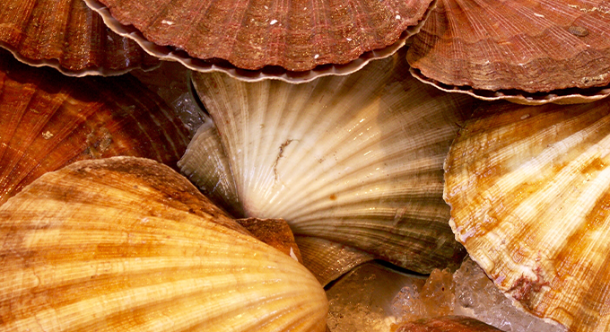 Coquilles Saint-Jacques fermées empilées
