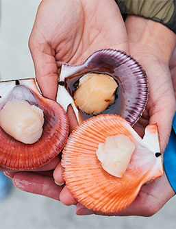 Coquilles Saint-Jacques ouvertes dans les mains d'une personne