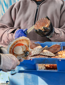 Coquilles Saint-Jacques entrain d'êtres ouvertes par des poisonniers